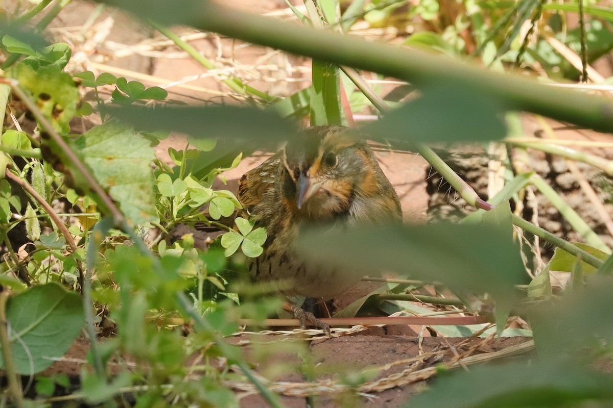 Saltmarsh Sparrow - ML641938229