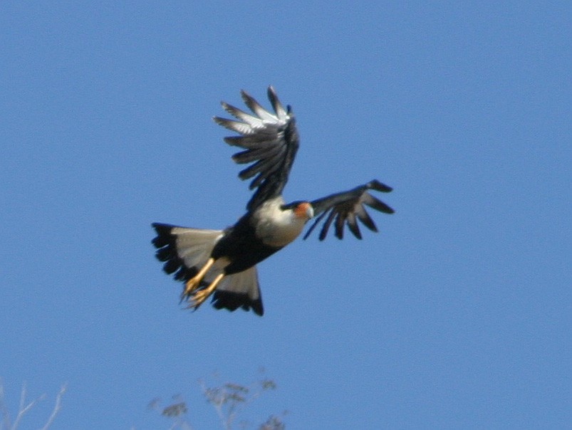 Crested Caracara (Northern) - ML641938239