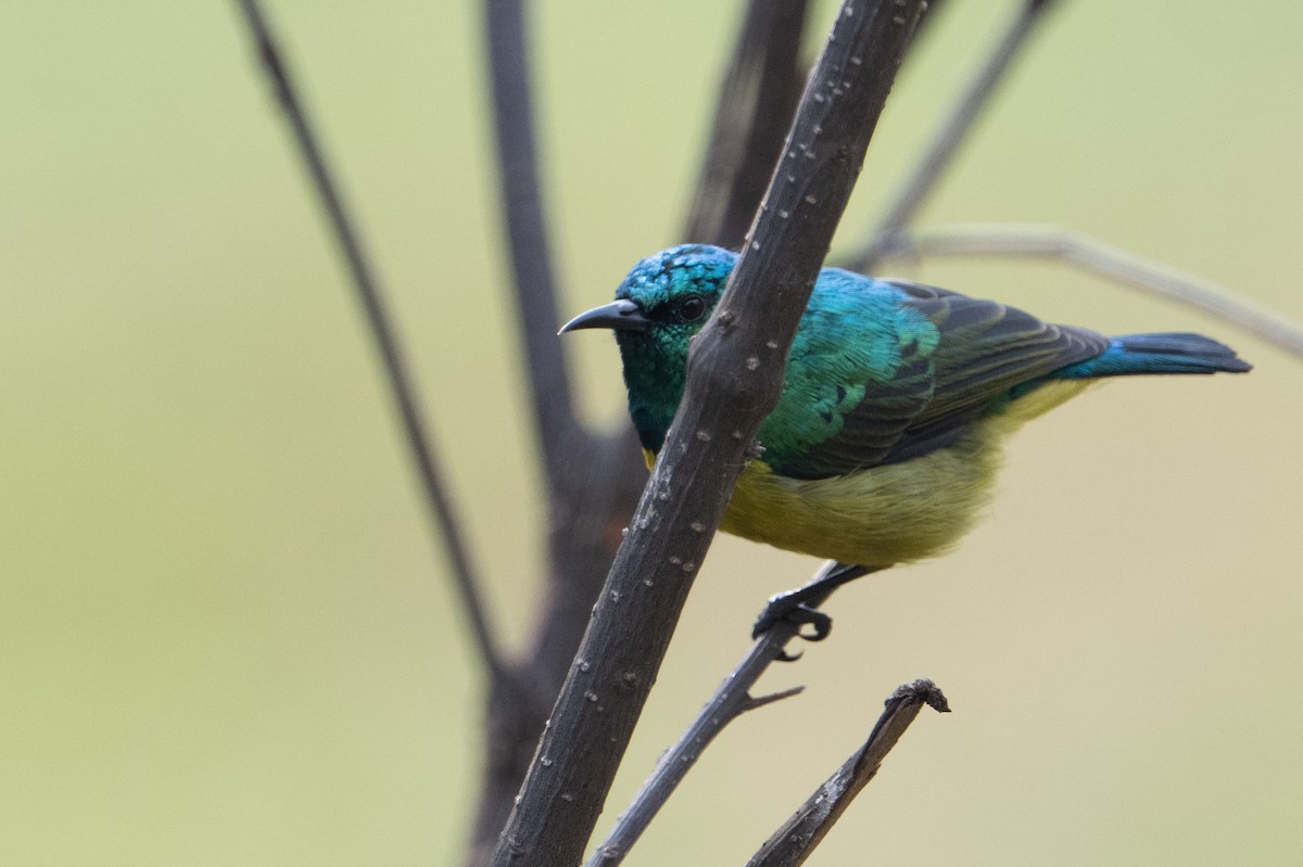 Collared Sunbird - ML641938243