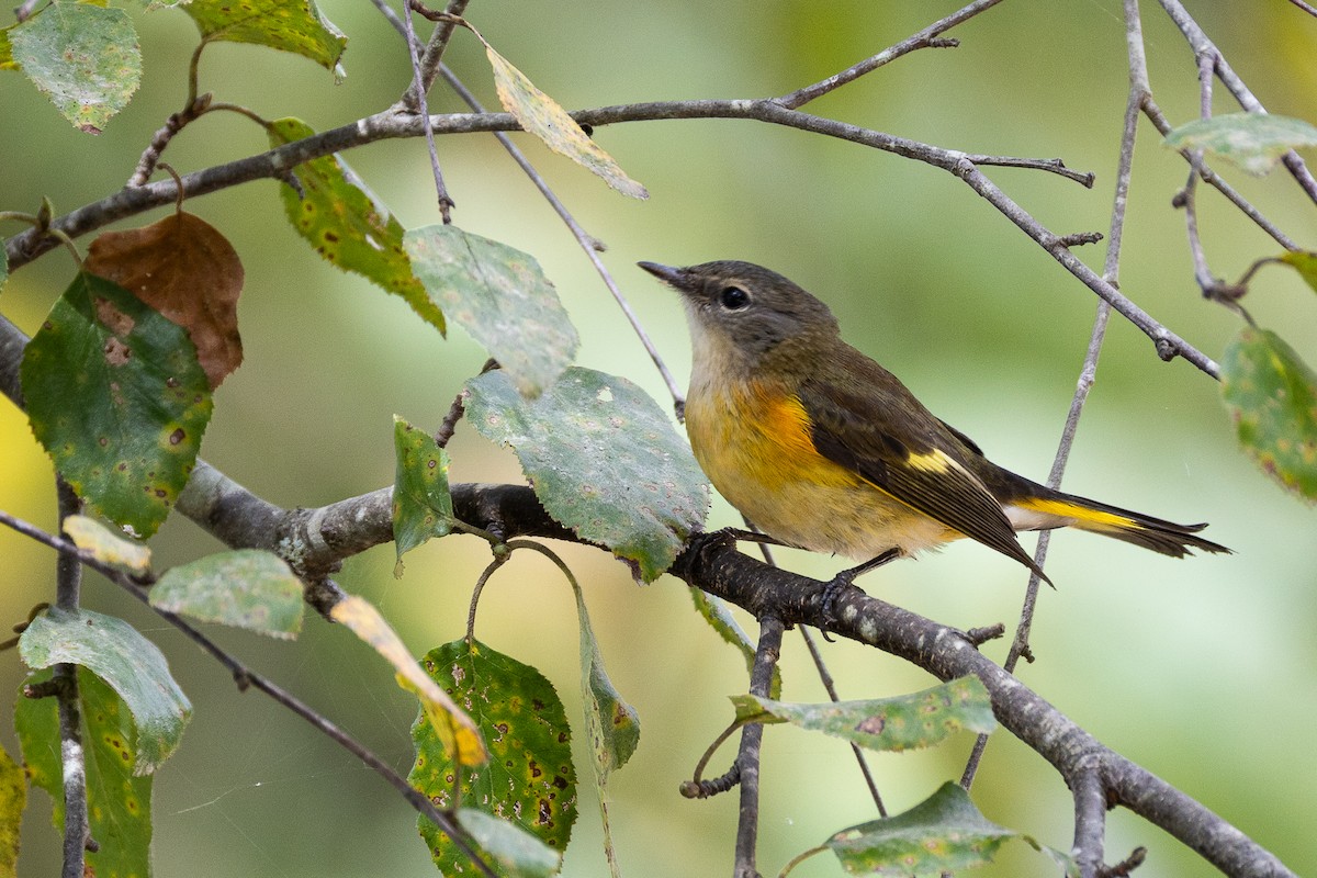American Redstart - ML641938244