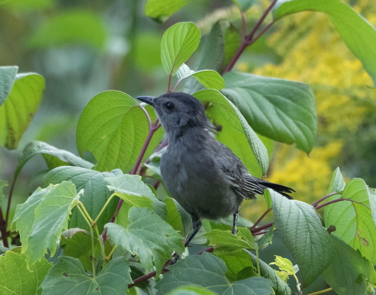 Gray Catbird - ML641938257