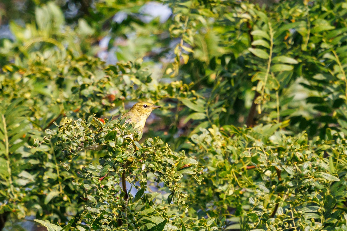 Blackpoll Warbler - ML641938268
