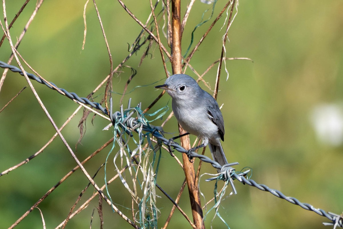 Blue-gray Gnatcatcher - ML641938287