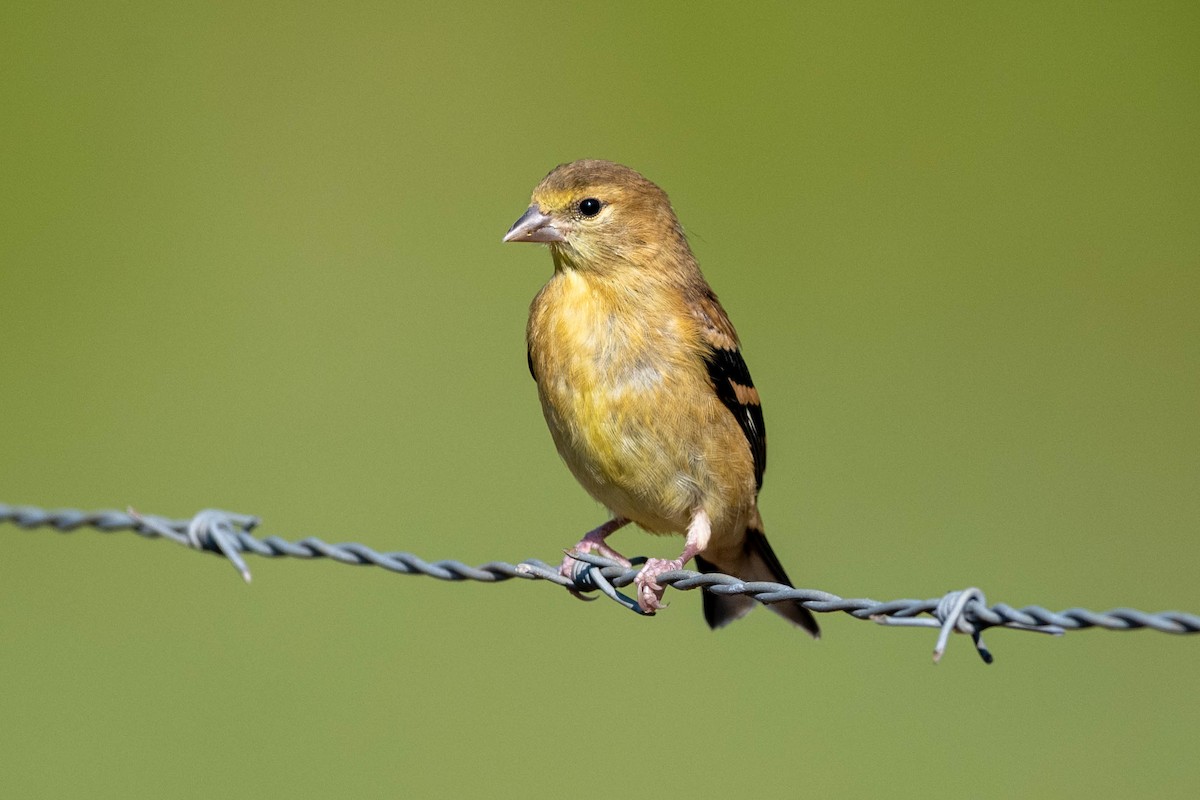 American Goldfinch - ML641938292