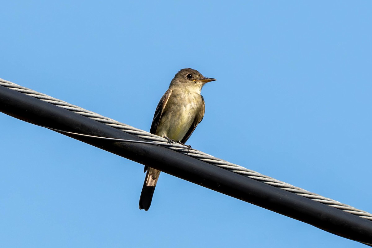 Eastern Wood-Pewee - ML641938298