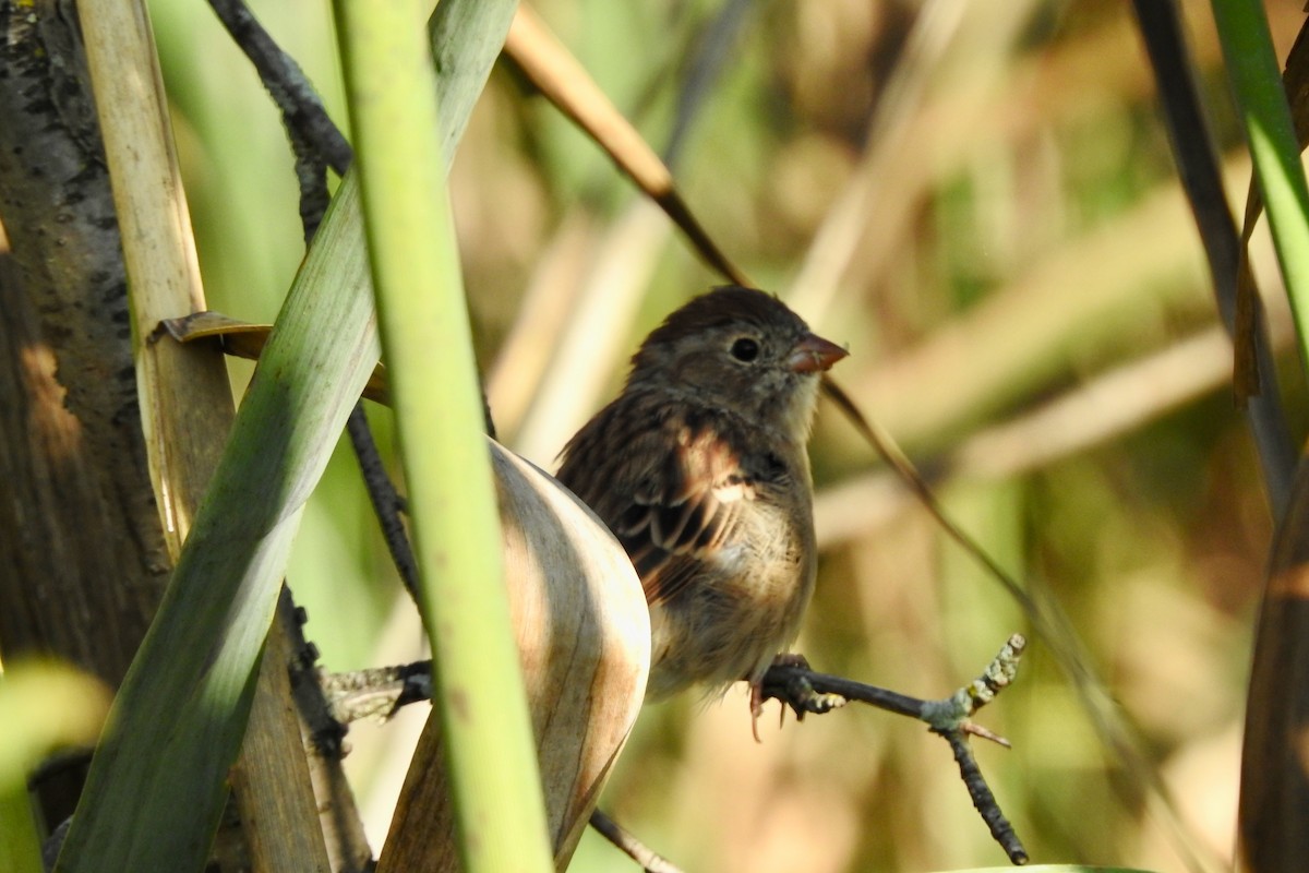 Field Sparrow - ML641938299