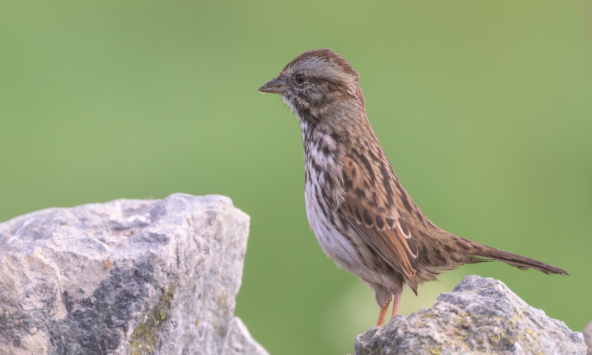 Song Sparrow - ML641938320
