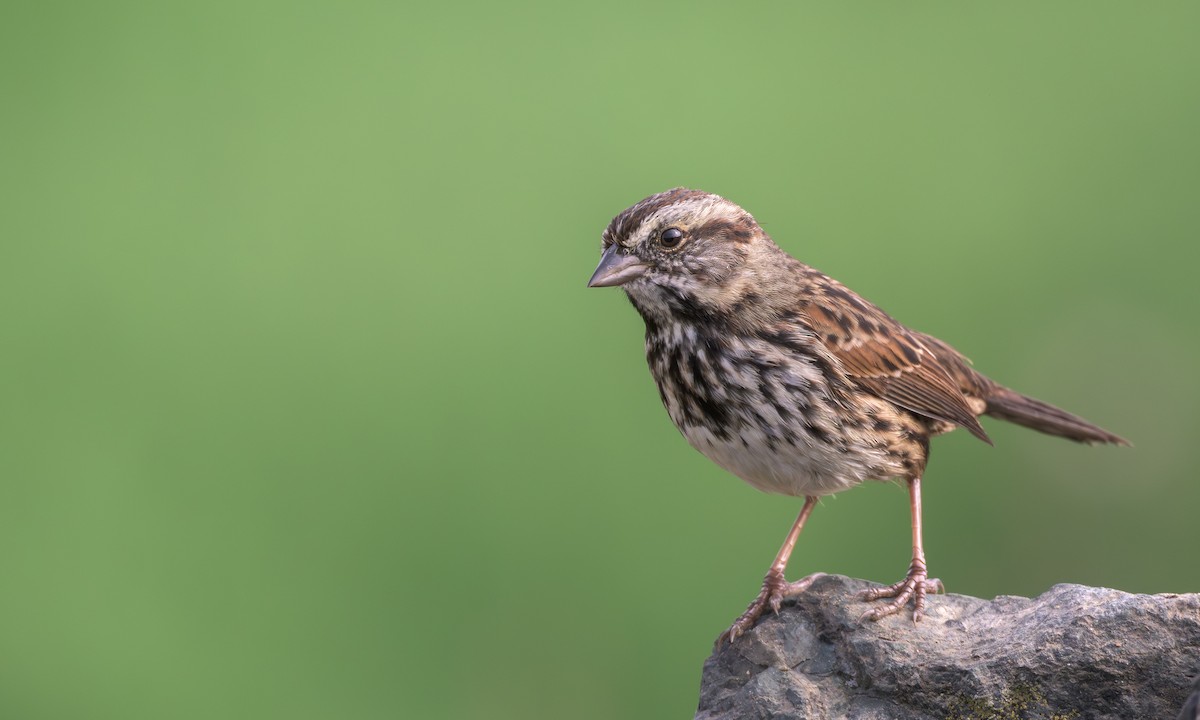 Song Sparrow - ML641938322