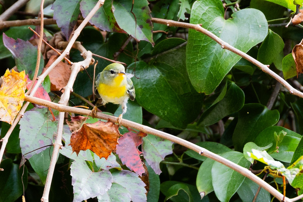 Northern Parula - ML641938323