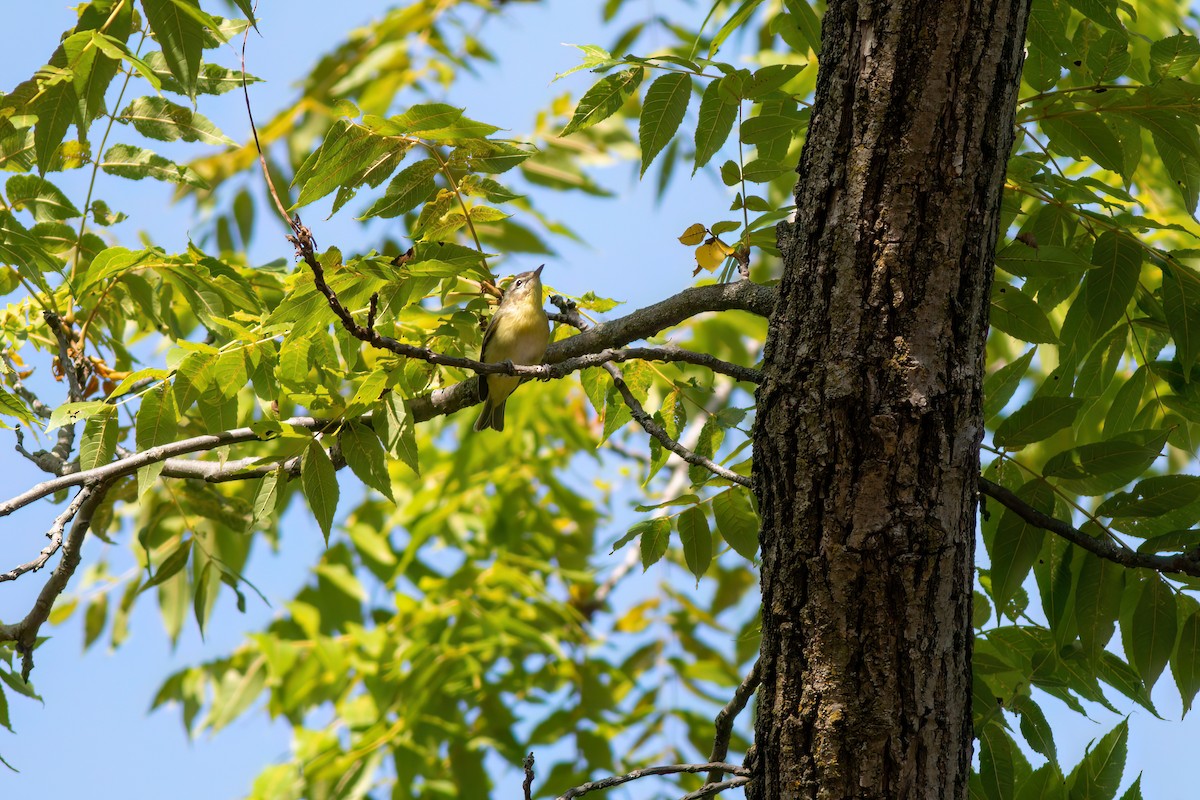 Philadelphia Vireo - ML641938325