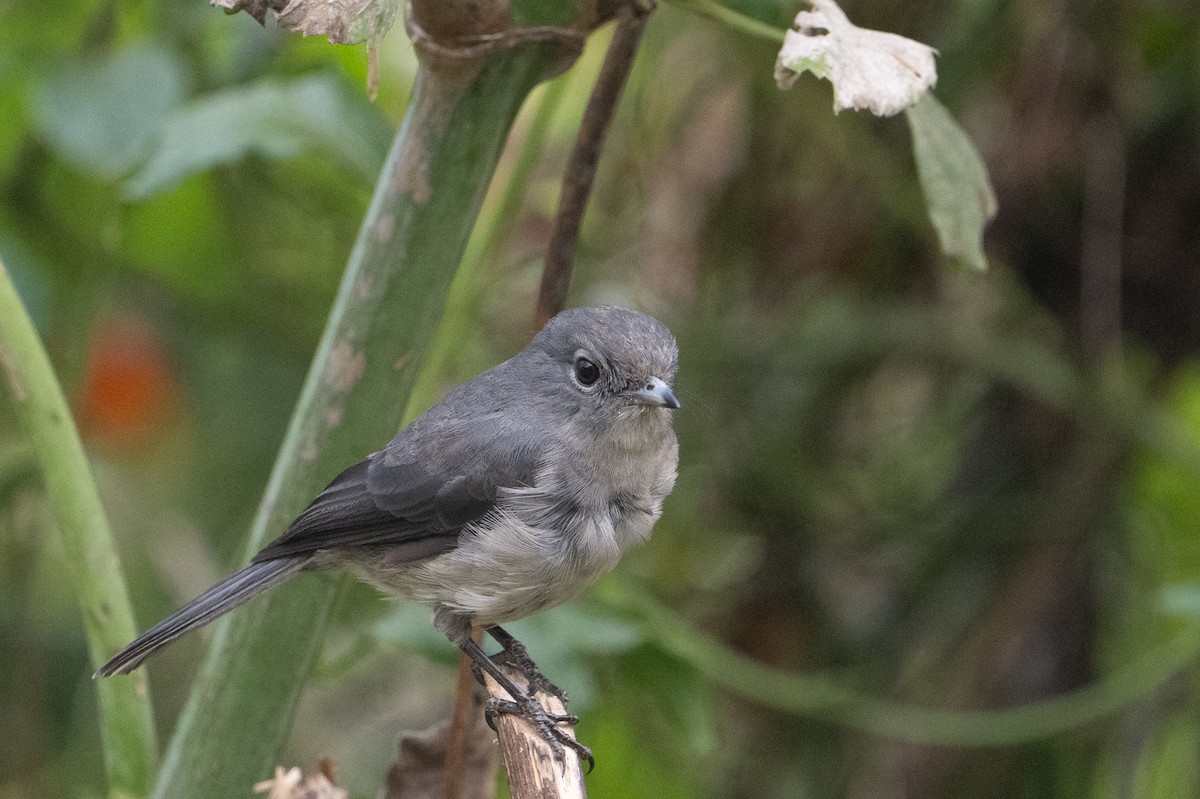 White-eyed Slaty-Flycatcher - ML641938327