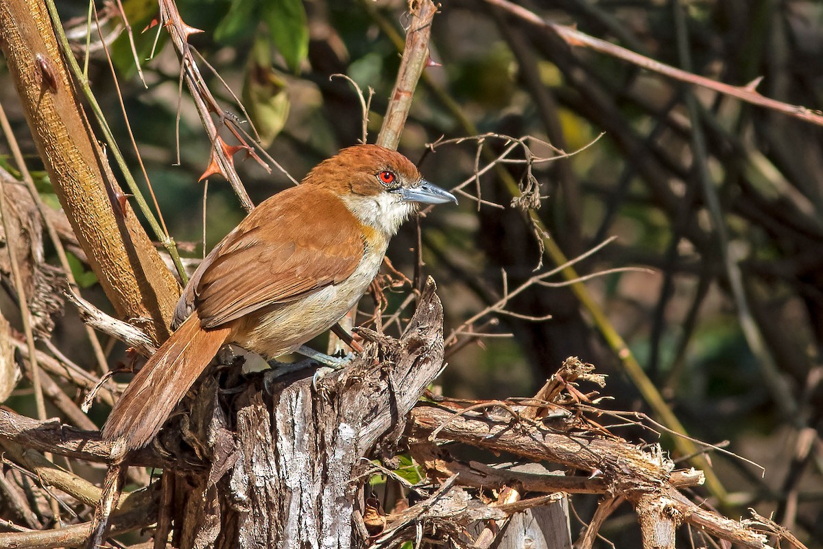 Great Antshrike - ML641938335
