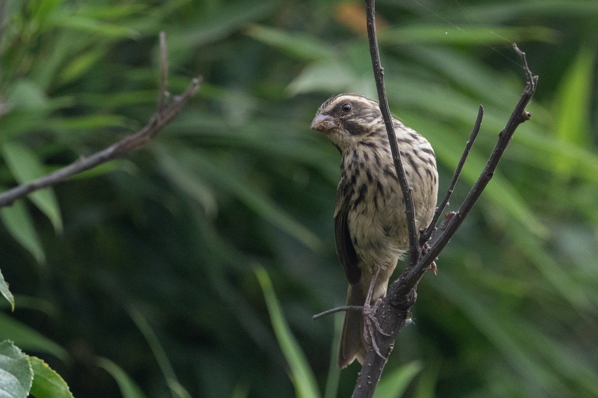 Streaky Seedeater - ML641938344