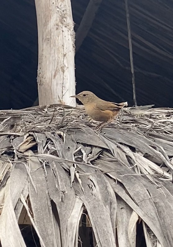 Southern House Wren - ML641938353