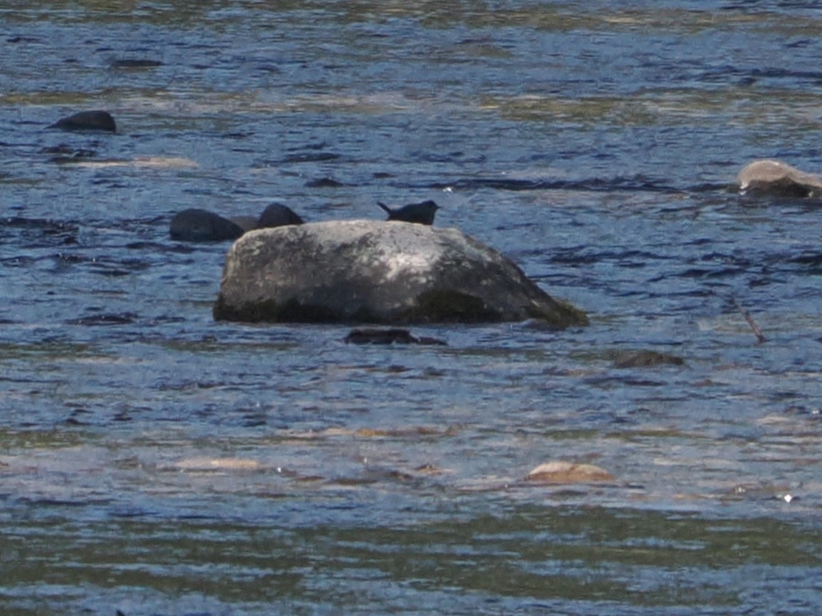 American Dipper - ML641938354