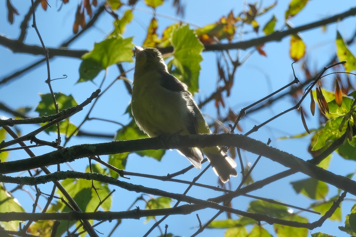 Scarlet Tanager - ML641938366