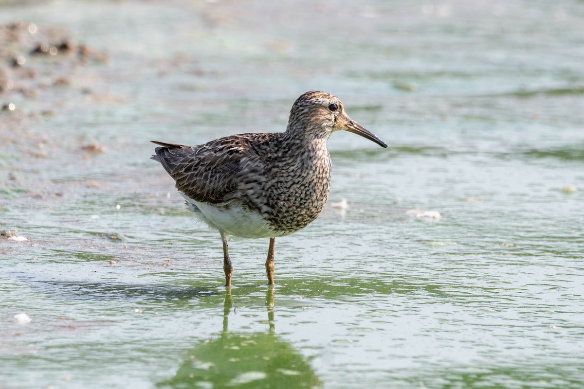 Pectoral Sandpiper - ML641938374