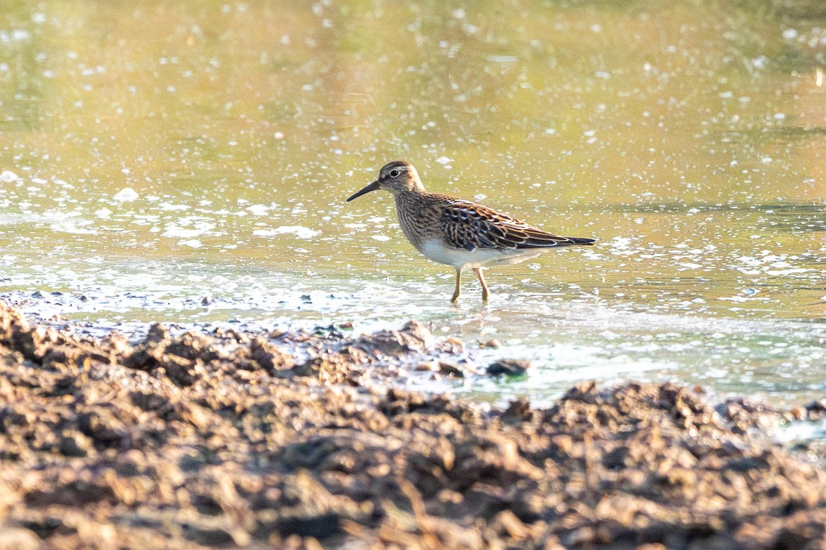 Pectoral Sandpiper - ML641938375