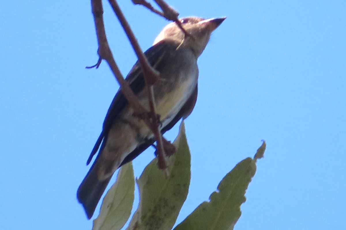 Batılı Tropikal Pivi - ML641938381