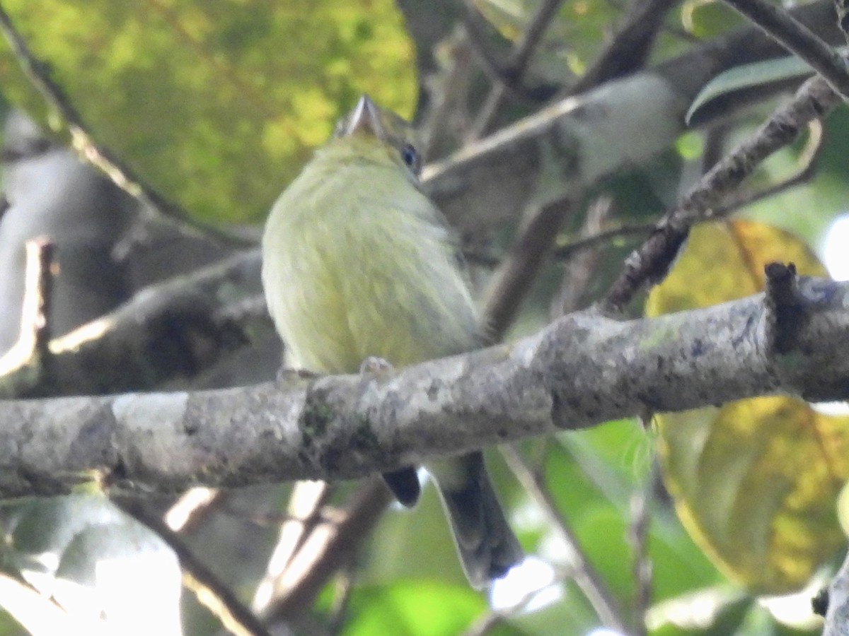 Wing-barred Piprites - ML641938392