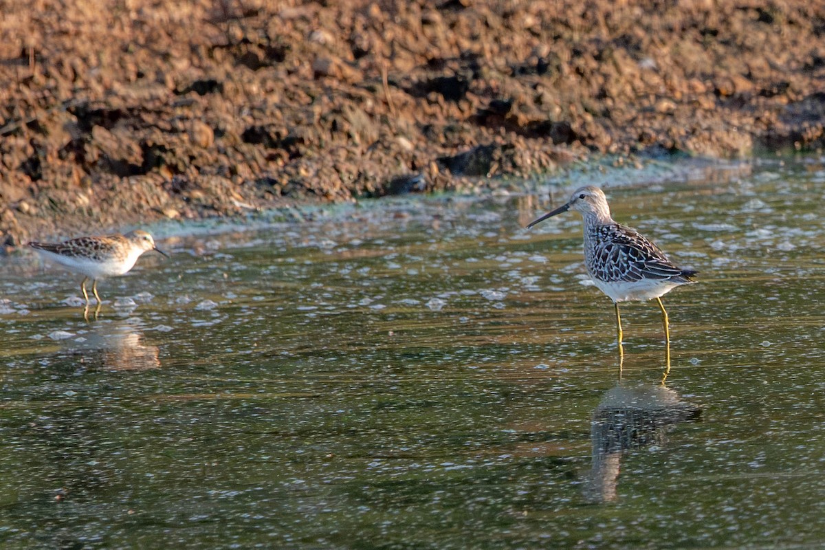 Stilt Sandpiper - ML641938407