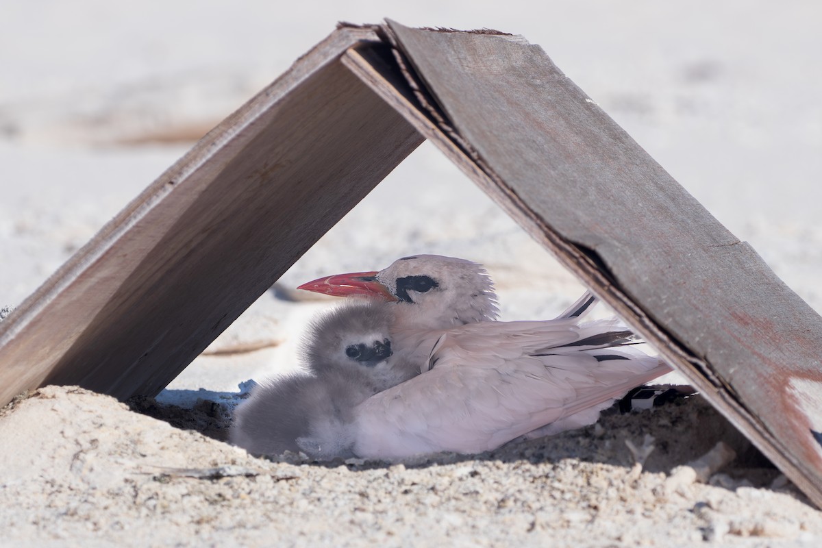 Red-tailed Tropicbird - ML641938412