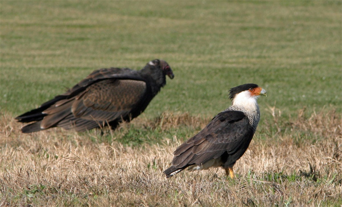 Crested Caracara (Northern) - ML641938414