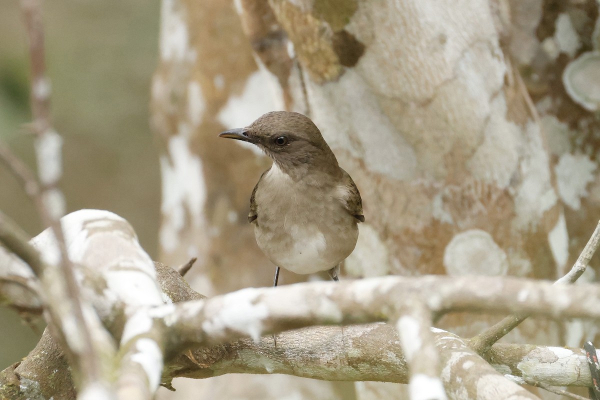 Black-billed Thrush - ML641938418