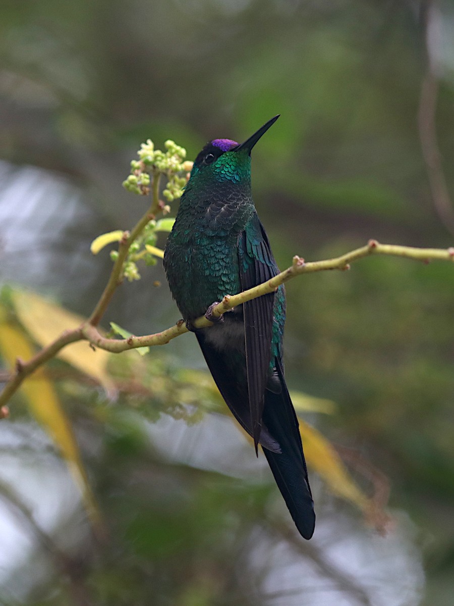 Violet-capped Woodnymph - ML641938420