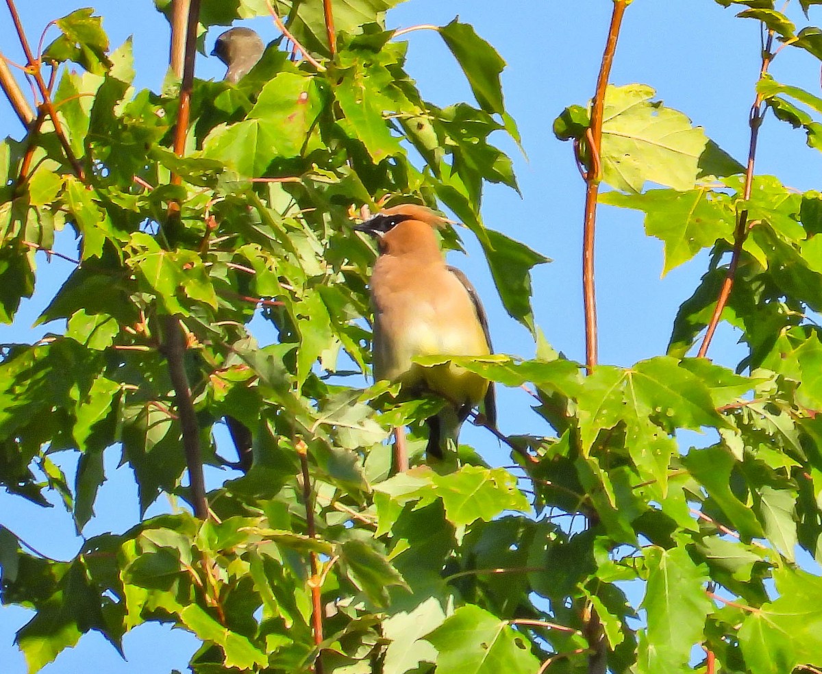 Cedar Waxwing - ML641938423