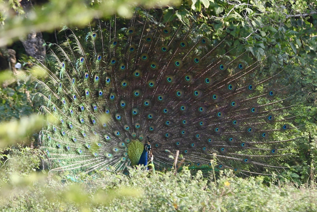 Indian Peafowl - ML641938435