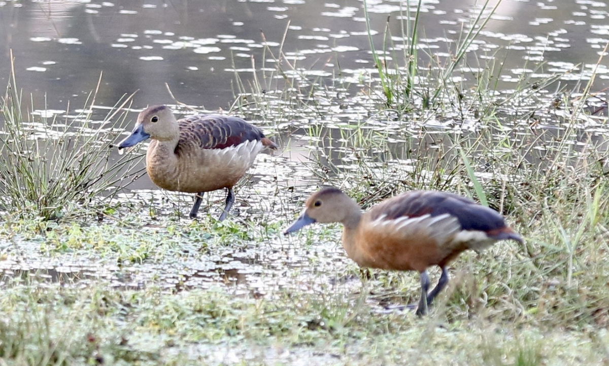 Lesser Whistling-Duck - ML641938449