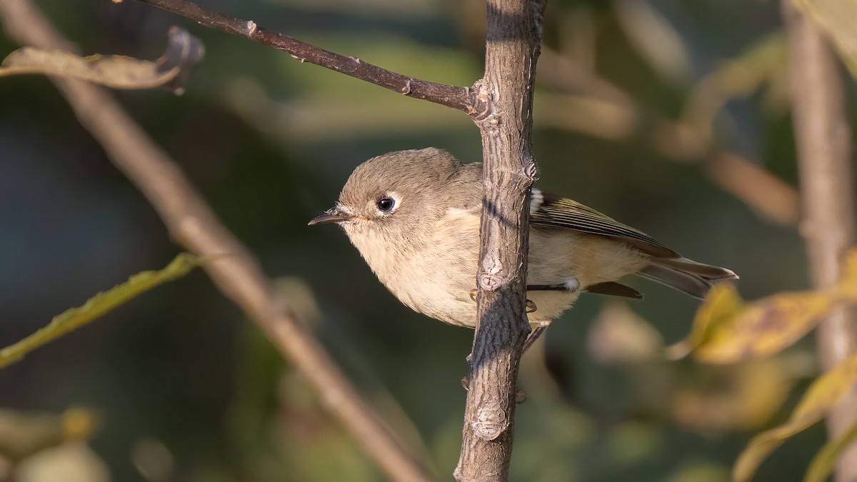 Ruby-crowned Kinglet - ML641938468