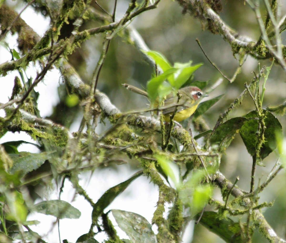 Chestnut-capped Warbler - ML641938476