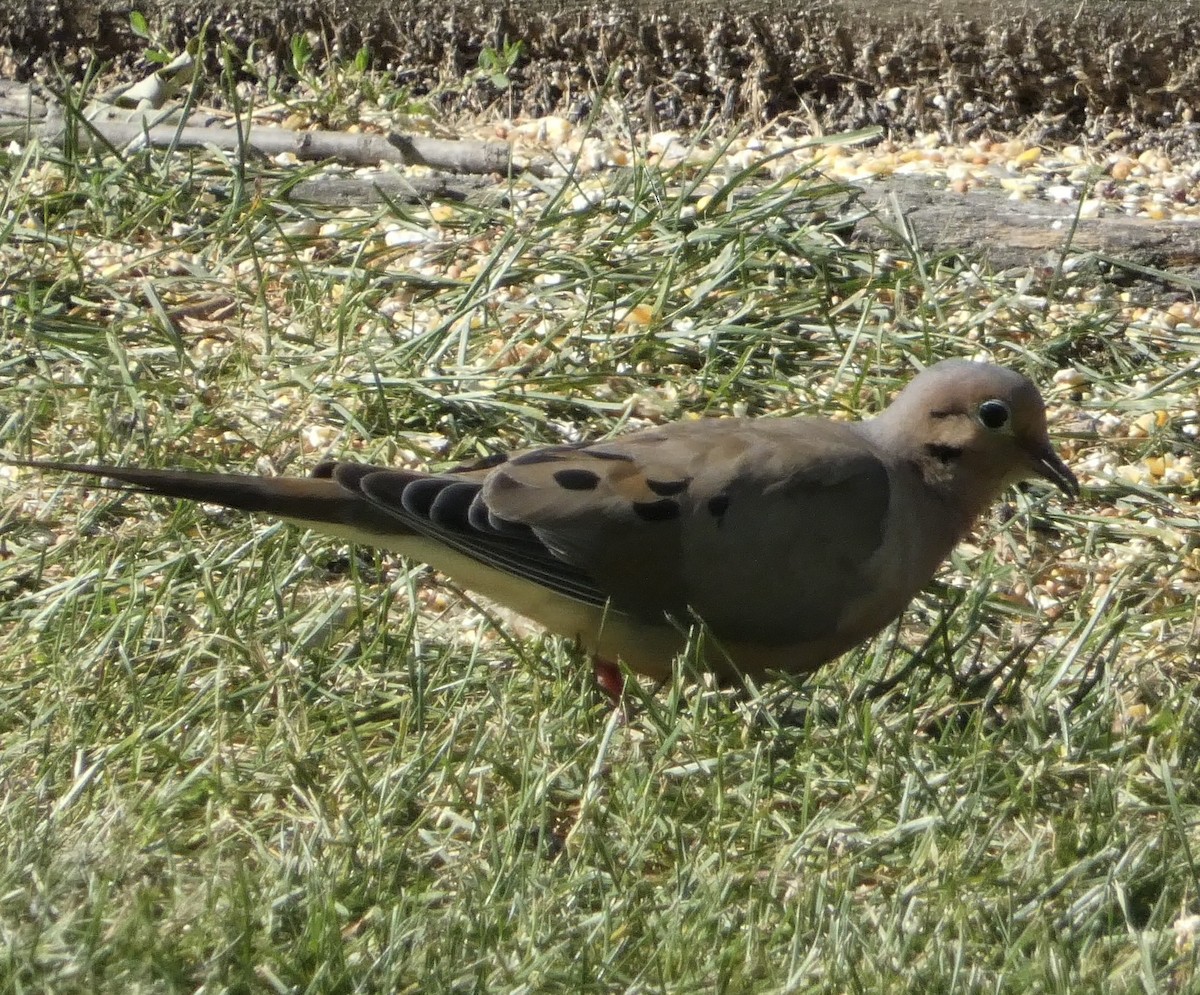 Mourning Dove - ML641938478