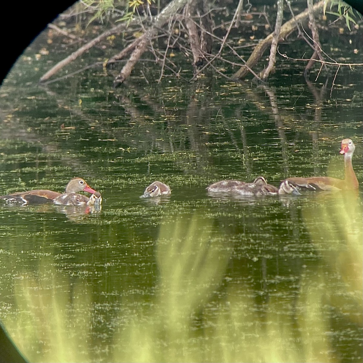Black-bellied Whistling-Duck - ML641938498