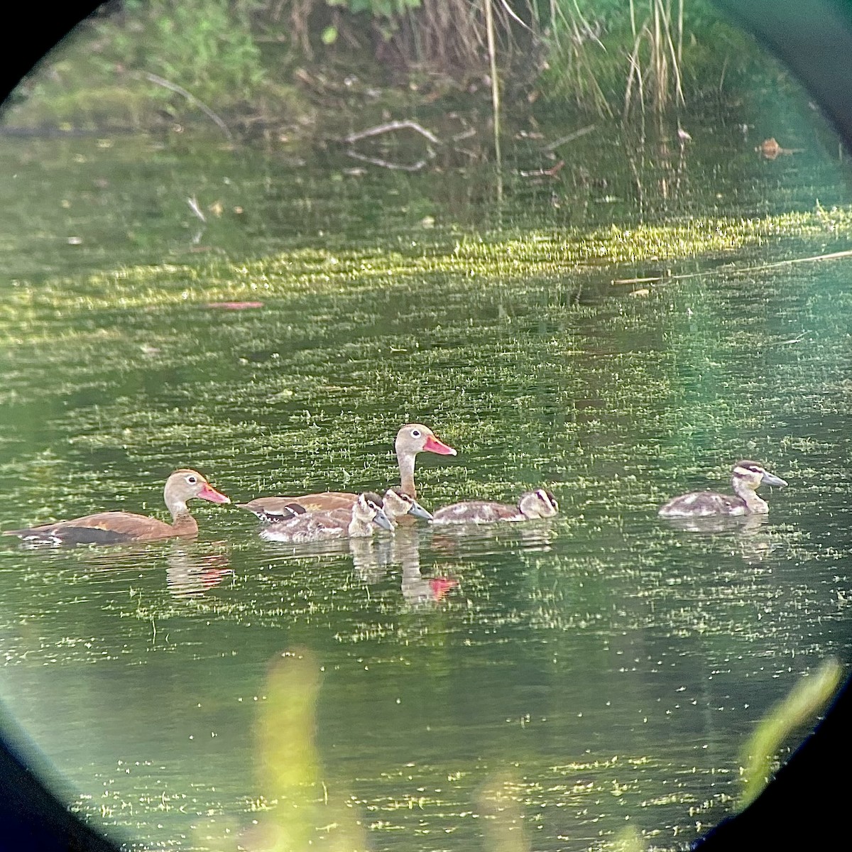 Black-bellied Whistling-Duck - ML641938504