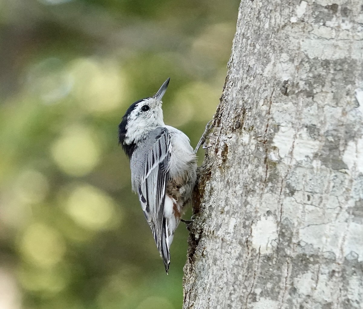 White-breasted Nuthatch - ML641938519