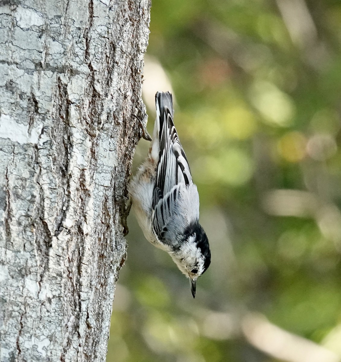 White-breasted Nuthatch - ML641938520