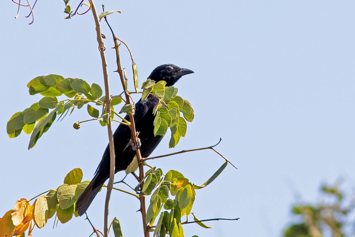 Scarlet-throated Tanager - ML641938521