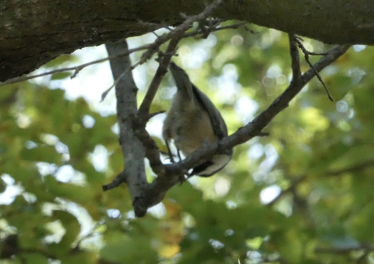Red-breasted Nuthatch - ML641938532