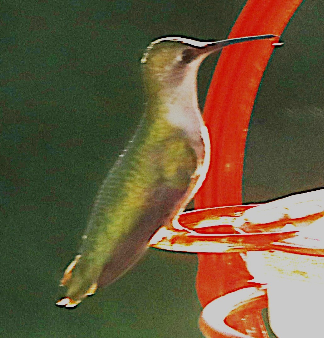 Colibrí Gorjirrubí - ML641938536