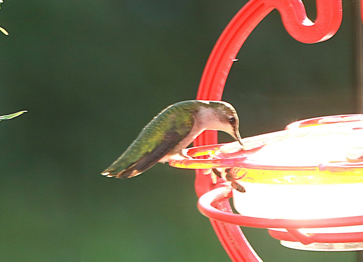 Colibrí Gorjirrubí - ML641938537