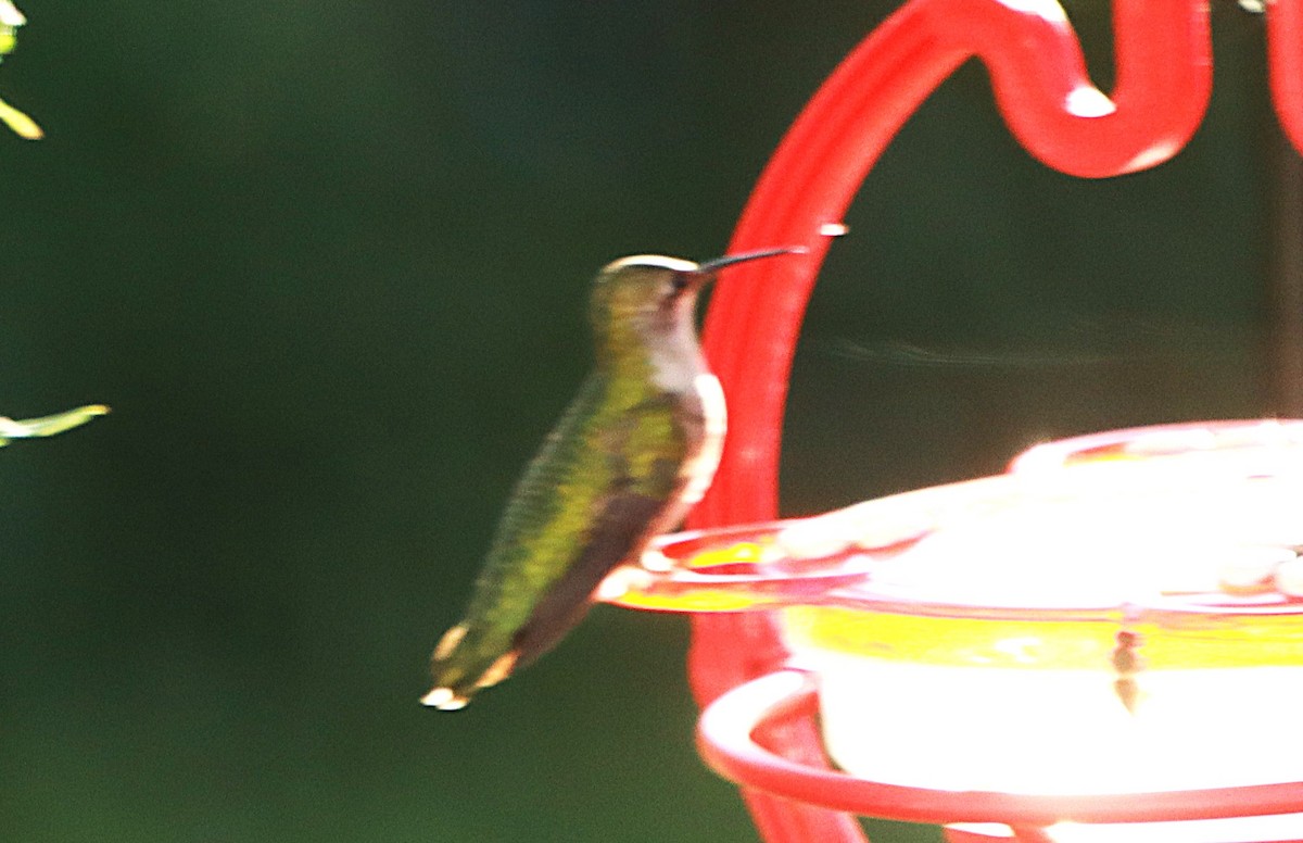 Colibrí Gorjirrubí - ML641938539
