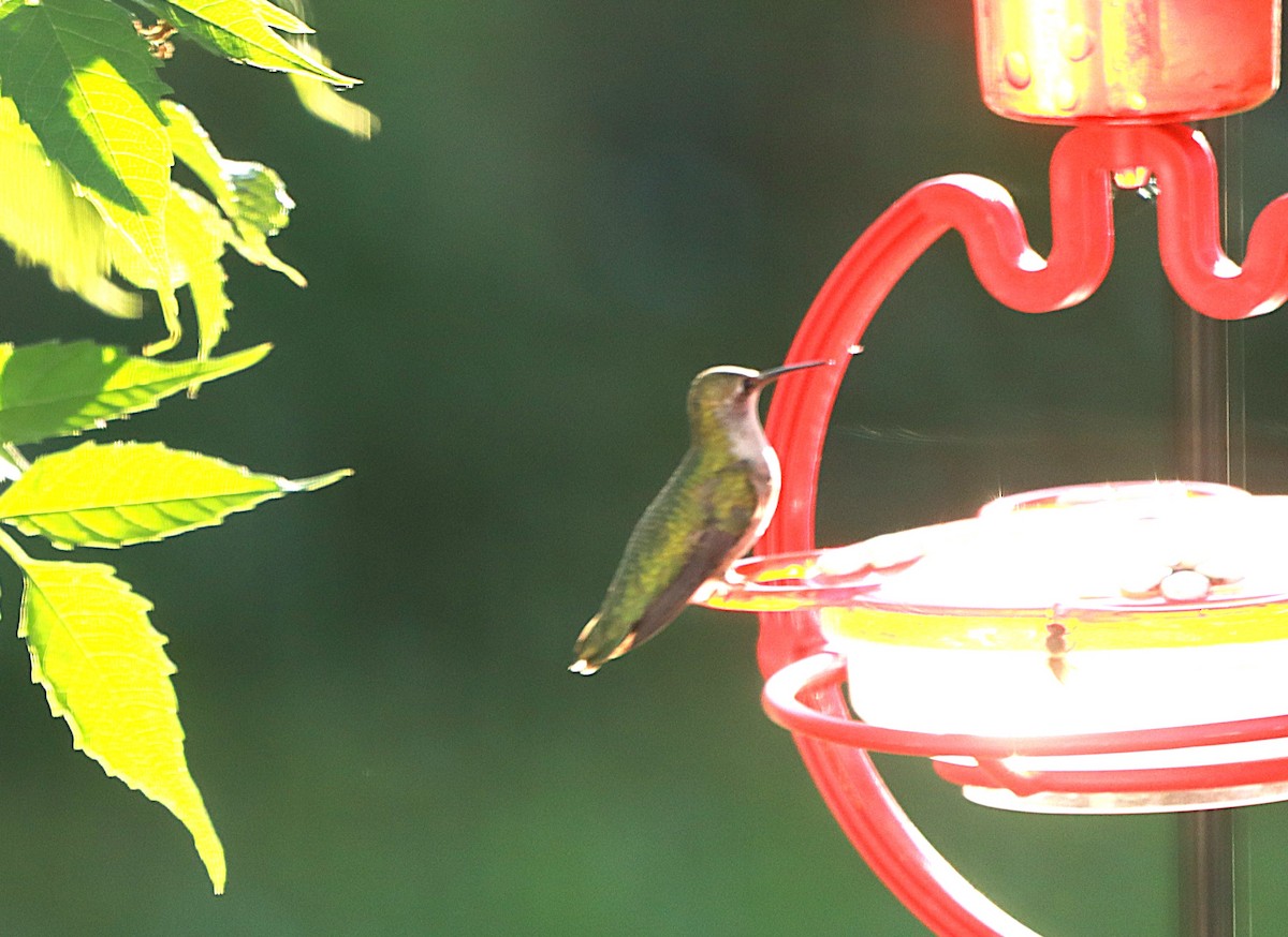 Colibrí Gorjirrubí - ML641938541
