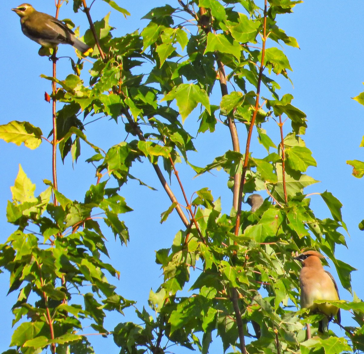 Cedar Waxwing - ML641938547