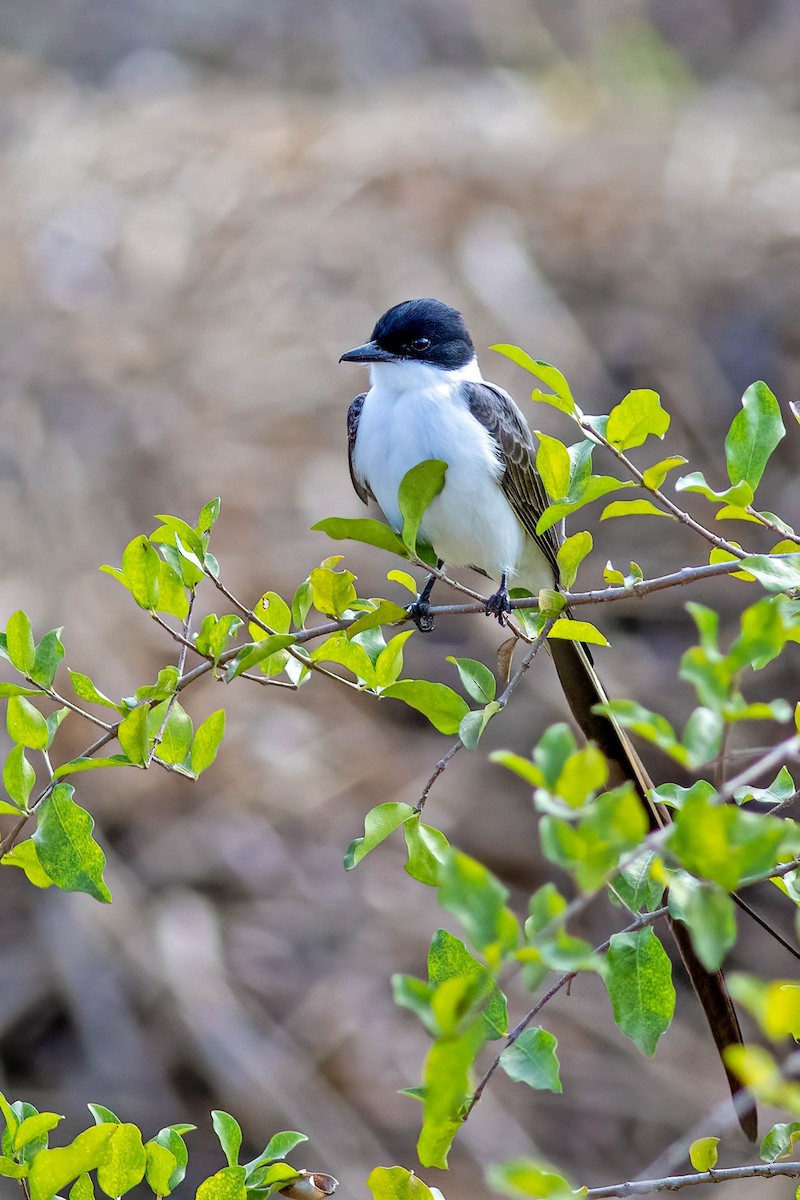 Fork-tailed Flycatcher (savana) - ML641938555