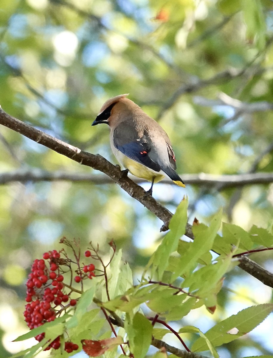 Cedar Waxwing - ML641938556