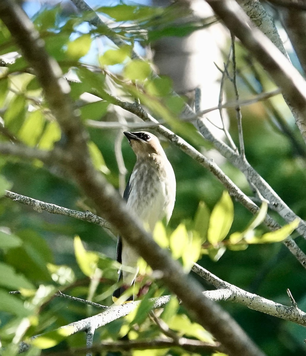 Cedar Waxwing - ML641938557
