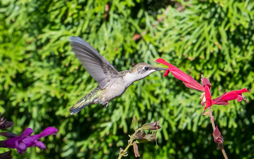 Colibrí Gorjirrubí - ML641938558